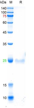 Recombinant human Osteocalcin protein, N-Trx & C-His