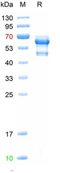 Recombinant human Cytochrome C protein, His & MBP
