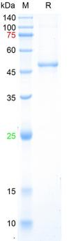 Recombinant human Integrin Beta-1 protein, N-His