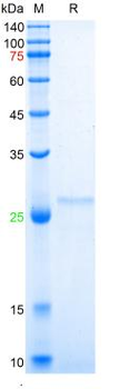 Recombinant human Ferritin Light Chain, His