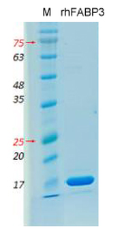 Recombinant human FABP3 protein, His