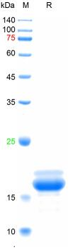 Recombinant human Procalcitonin, N-His