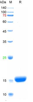 Recombinant human PD-1 protein, His