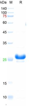 Recombinant human bFGF protein, His
