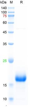 Recombinant dog IFN-Alpha protein