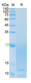 Recombinant rat IFN Gamma protein, C-His