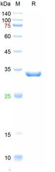 Recombinant M.tuberculosis fbpB protein