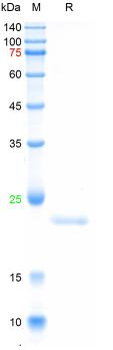 Recombinant M.tuberculosis esxB protein