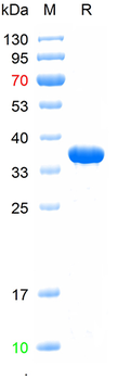 Recombinant human Annexin V protein, N-His