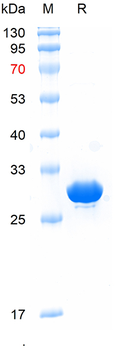 Recombinant ECFP protein, His