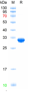 Recombinant EBFP protein, His