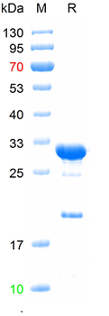 Recombinant mOrange protein, His