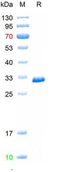 Recombinant mStrawberry protein, His