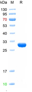 Recombinant GFP protein, His