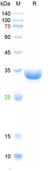 Recombinant CSFV E2 protein