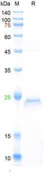 Recombinant human Laminin Subunit Alpha-2 protein, His