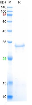 Recombinant human TNNI3 protein, His