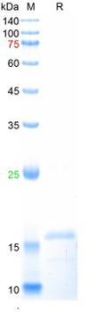 Recombinant human Myoglobin, His