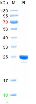 Recombinant human Bcl-2 protein, C-His