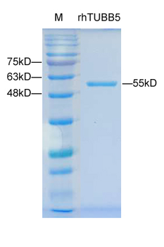 Recombinant human Tubulin Beta-5 protein, C-His