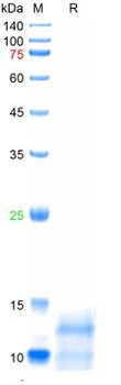 Recombinant human NGF-β protein, C-His