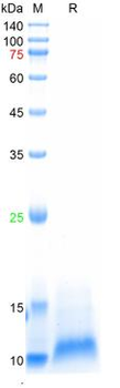 Recombinant human EGF protein, N-His
