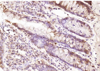 RPUSD2 Rabbit Polyclonal Antibody