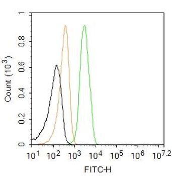 Cytokeratin 8 Rabbit Polyclonal Antibody (FITC)