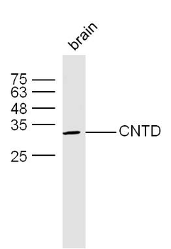 CNTD Rabbit Polyclonal Antibody