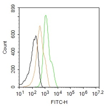 CX3CR1 Rabbit Polyclonal Antibody (FITC)