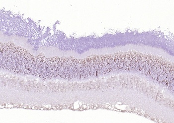RNF165 antibody