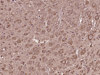 5HT1D Receptor Rabbit Polyclonal Antibody