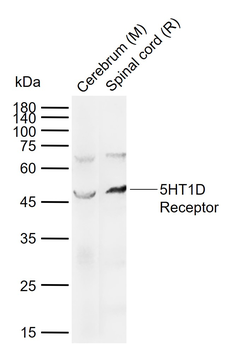 5HT1D Receptor Rabbit Polyclonal Antibody