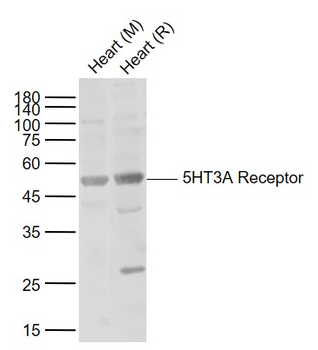 5HT3A Receptor Rabbit Polyclonal Antibody