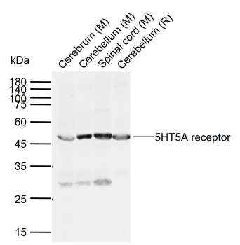 5HT5A receptor Rabbit Polyclonal Antibody