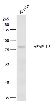 AFAP1L2 Rabbit Polyclonal Antibody