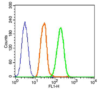 Phospho-AKT1 (Tyr474) Rabbit Polyclonal Antibody