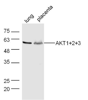 AKT1+2+3 Rabbit Polyclonal Antibody