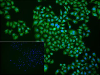 APOBEC3C Rabbit Polyclonal Antibody