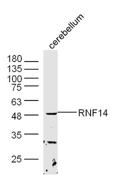 RNF14 Rabbit Polyclonal Antibody