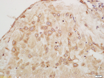 Apolipoprotein CII/APOC2 Rabbit Polyclonal Antibody