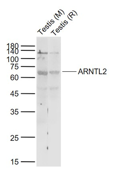 ARNTL2 Rabbit Polyclonal Antibody