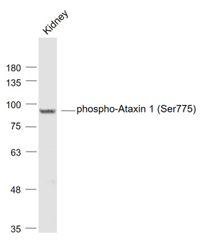 Phospho-Ataxin 1 (Ser775) Rabbit Polyclonal Antibody