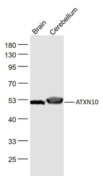 ATXN10 Rabbit Polyclonal Antibody