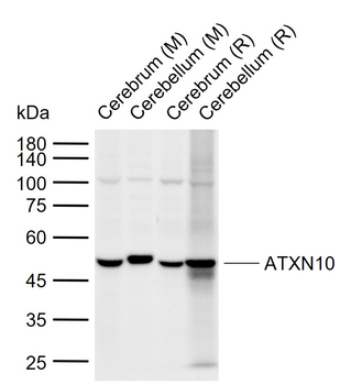 ATXN10 Rabbit Polyclonal Antibody