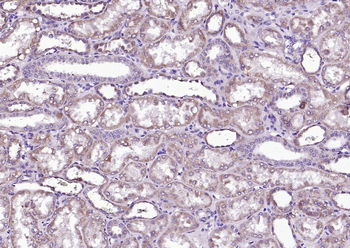 Phospho-BAD (Ser91) Rabbit Polyclonal Antibody