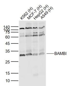 BAMBI Rabbit Polyclonal Antibody