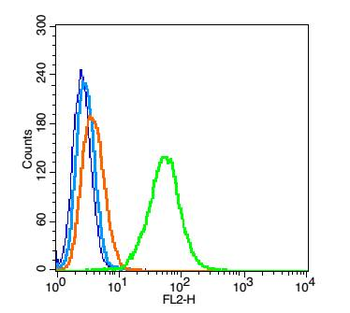 Creatine kinase B type Rabbit Polyclonal Antibody
