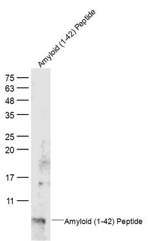 Beta-Amyloid (1-42) Mouse Polyclonal Antibody