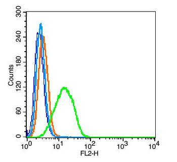 Biliverdin Reductase Rabbit Polyclonal Antibody